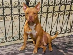 Cachorro raça Pit-Bull idade 2 anos nome Kellogs