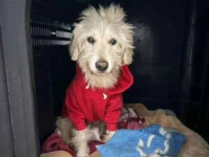 Cachorro raça SRD-ViraLata idade 3 anos nome BR