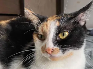 Gato raça SRD-ViraLata idade 1 ano nome Luna