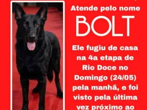 Cachorro raça Pastor Alemão idade 5 anos nome Bolt
