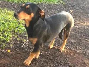 Cachorro raça SRD-ViraLata idade Abaixo de 2 meses nome Melly, Meia Lua e Caramelo