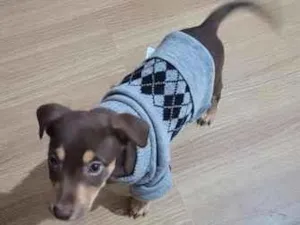 Cachorro raça SRD-ViraLata idade 2 a 6 meses nome choco 