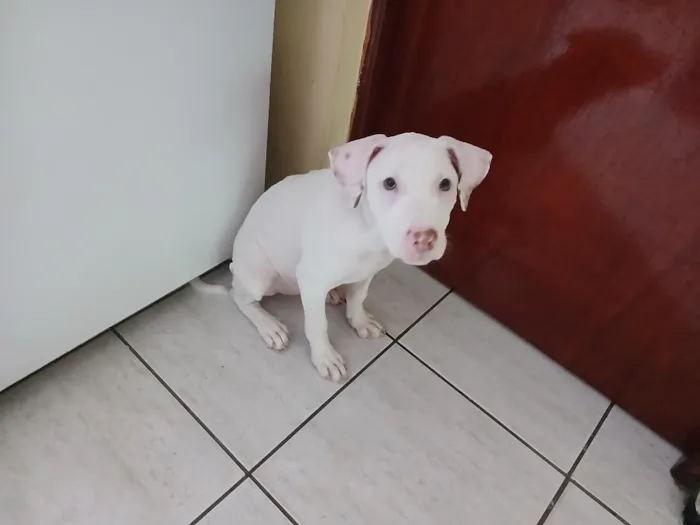 Cachorro raça SRD-ViraLata idade 2 a 6 meses nome Lua