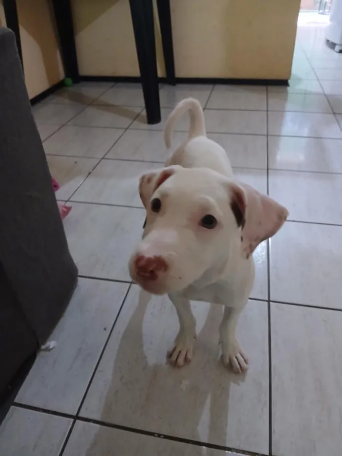 Cachorro raça SRD-ViraLata idade 2 a 6 meses nome Lua