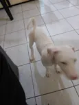 Lua