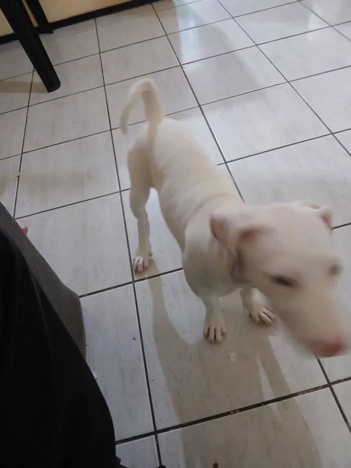 Cachorro raça SRD-ViraLata idade 2 a 6 meses nome Lua