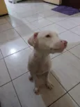 Lua