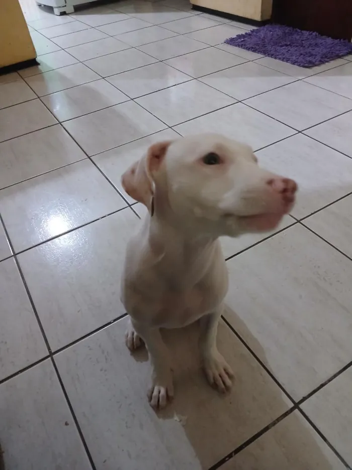Cachorro raça SRD-ViraLata idade 2 a 6 meses nome Lua