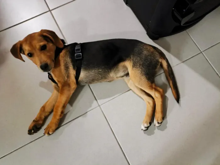 Cachorro raça SRD-ViraLata idade 2 a 6 meses nome Sem nome definido