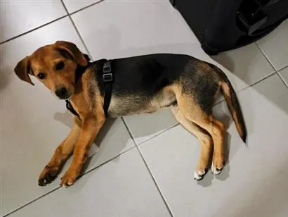 Cachorro raça SRD-ViraLata idade 2 a 6 meses nome Sem nome definido