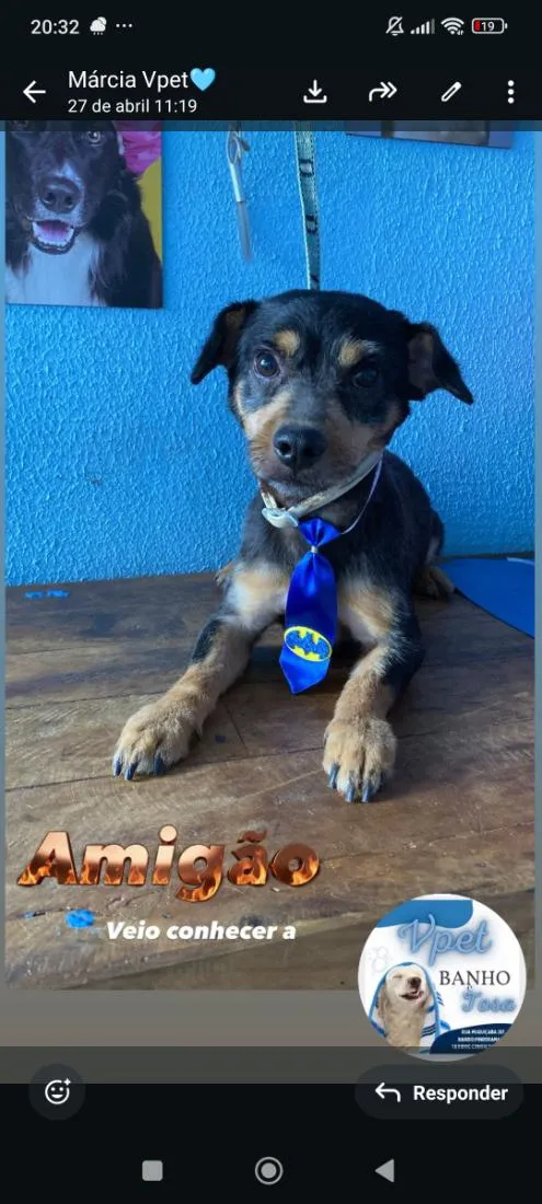 Cachorro raça SRD-ViraLata idade 2 a 6 meses nome Amigão