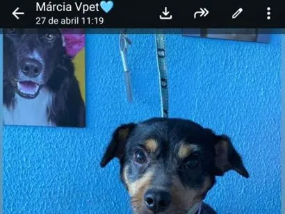 Cachorro raça SRD-ViraLata idade 2 a 6 meses nome Amigão