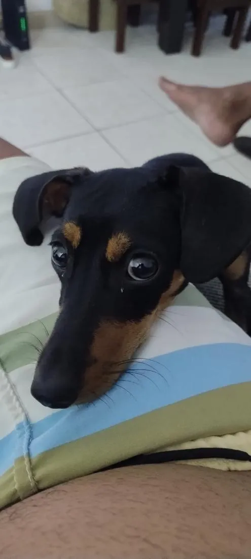 Cachorro raça SRD-ViraLata idade 1 ano nome Espeto