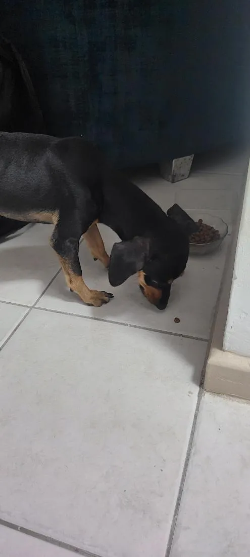 Cachorro raça SRD-ViraLata idade 1 ano nome Espeto