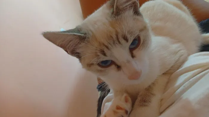 Gato raça SRD-ViraLata idade 2 a 6 meses nome Sky