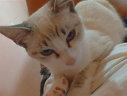 Gato raça SRD-ViraLata idade 2 a 6 meses nome Sky