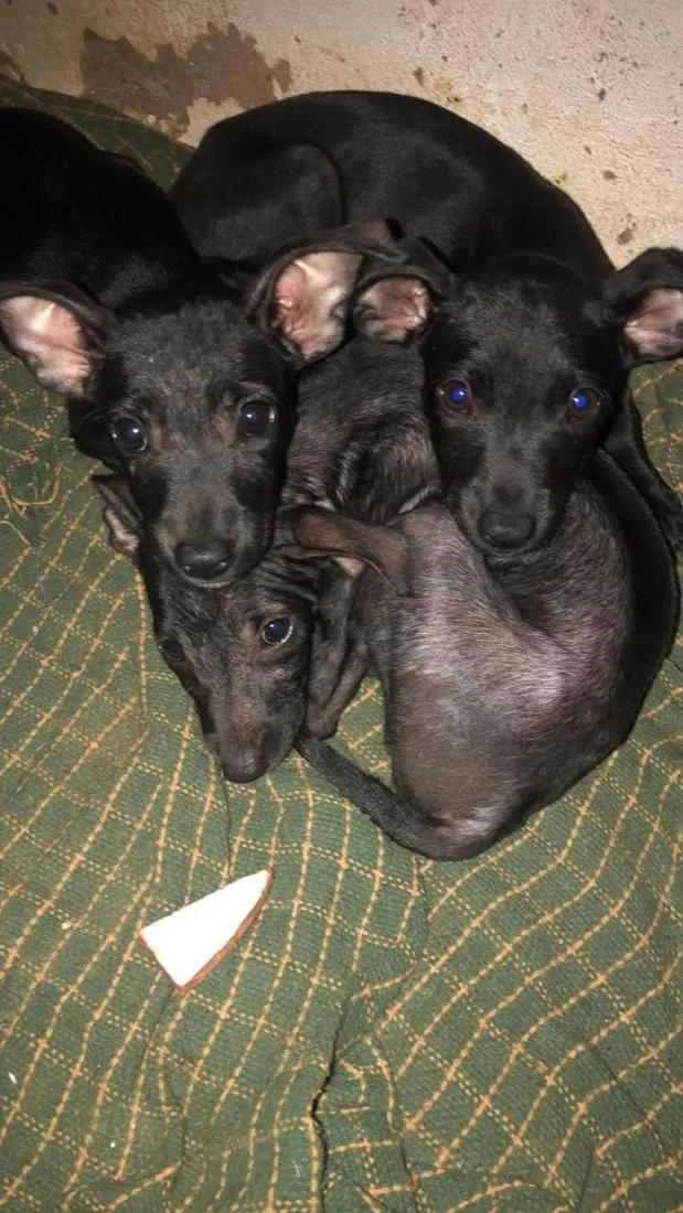 Cachorro raça SRD-ViraLata idade 2 a 6 meses nome Sem nome