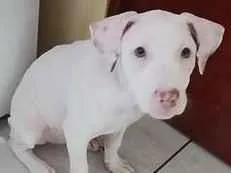 Cachorro raça SRD-ViraLata idade 2 a 6 meses nome Lua