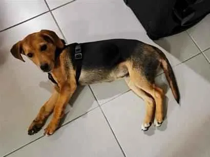Cachorro raça SRD-ViraLata idade 2 a 6 meses nome Sem nome definido