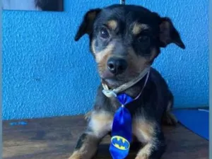 Cachorro raça SRD-ViraLata idade 2 a 6 meses nome Amigão