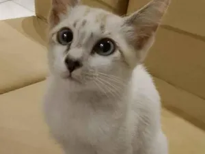 Gato raça SRD-ViraLata idade 2 a 6 meses nome Belinda