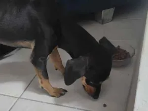Cachorro raça SRD-ViraLata idade 1 ano nome Espeto
