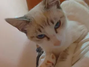 Gato raça SRD-ViraLata idade 2 a 6 meses nome Sky