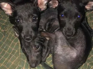 Cachorro raça SRD-ViraLata idade 2 a 6 meses nome Sem nome