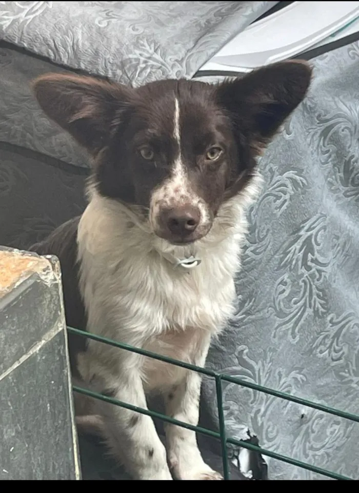 Cachorro raça SRD-ViraLata idade 2 a 6 meses nome Pingo