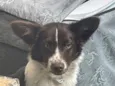 Pingo