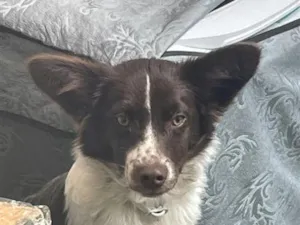 Cachorro raça SRD-ViraLata idade 2 a 6 meses nome Pingo