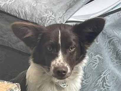 Cachorro raça SRD-ViraLata idade 2 a 6 meses nome Pingo