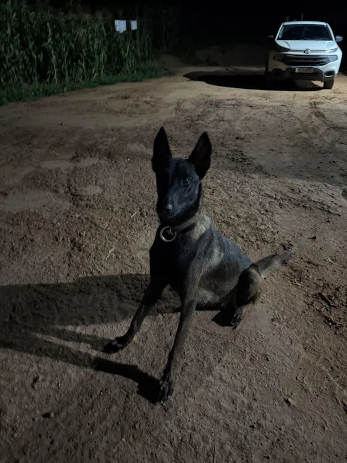 Cachorro raça pastor belga malinois  idade 2 anos nome Kiara