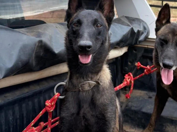 Cachorro raça pastor belga malinois  idade 2 anos nome Kiara