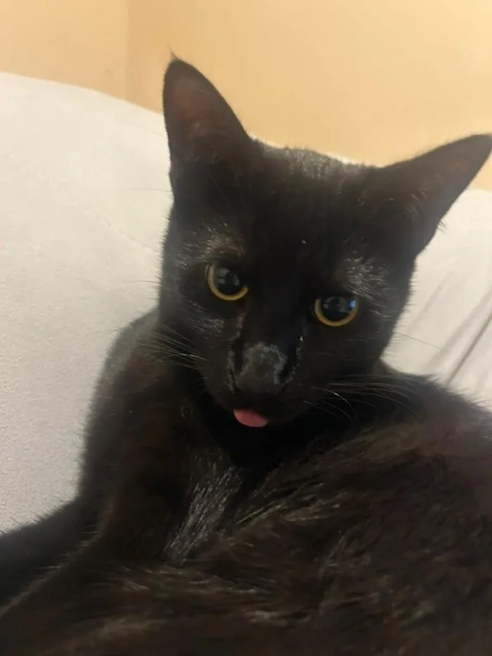 Gato raça SRD-ViraLata idade 7 a 11 meses nome Chico