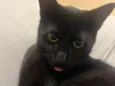 Chico