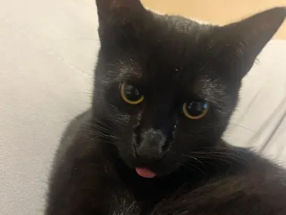Gato raça SRD-ViraLata idade 7 a 11 meses nome Chico