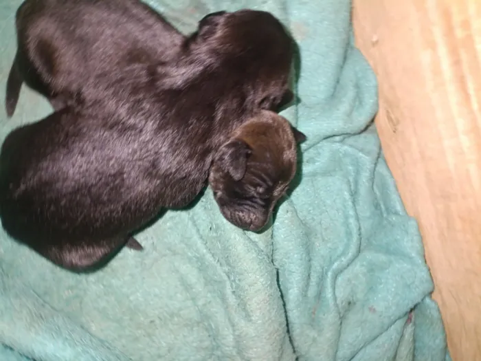 Cachorro raça SRD-ViraLata idade Abaixo de 2 meses nome sem nome 
