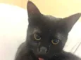 Chico