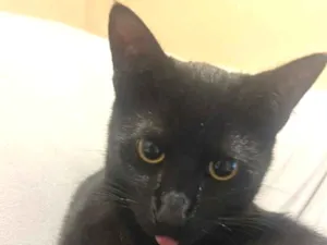 Gato raça SRD-ViraLata idade 7 a 11 meses nome Chico