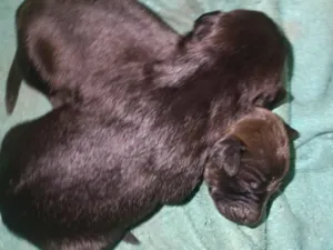 Cachorro raça SRD-ViraLata idade Abaixo de 2 meses nome sem nome 