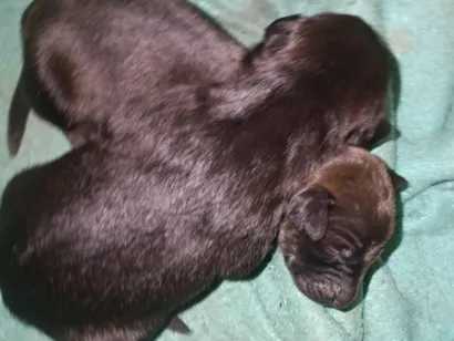 Cachorro raça SRD-ViraLata idade Abaixo de 2 meses nome sem nome 