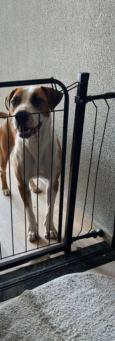 Cachorro raça SRD-ViraLata idade 1 ano nome Thor
