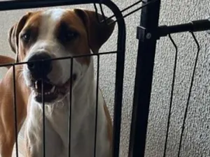 Cachorro raça SRD-ViraLata idade 1 ano nome Thor