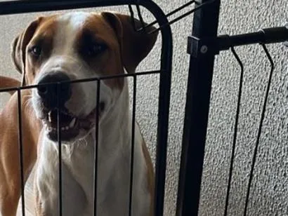 Cachorro raça SRD-ViraLata idade 1 ano nome Thor