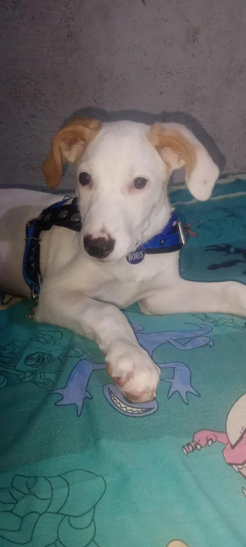 Cachorro raça SRD-ViraLata idade 2 a 6 meses nome Boris