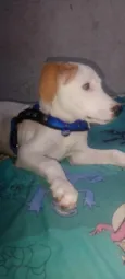 Boris