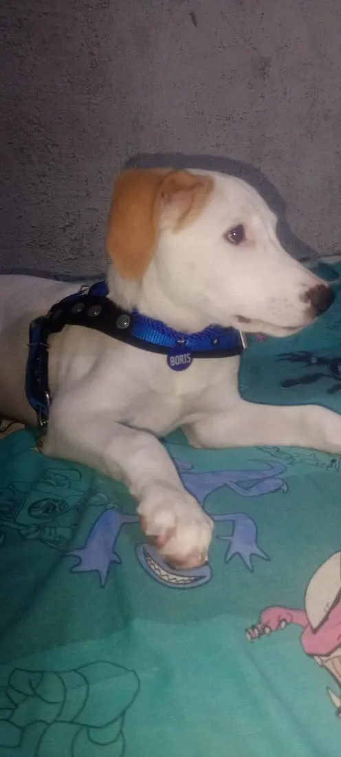 Cachorro raça SRD-ViraLata idade 2 a 6 meses nome Boris