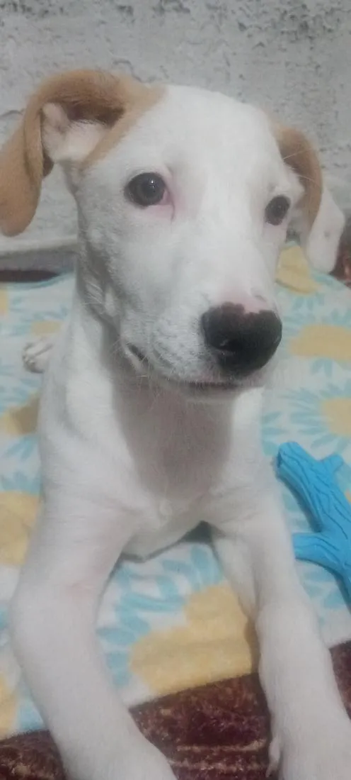 Cachorro raça SRD-ViraLata idade 2 a 6 meses nome Boris