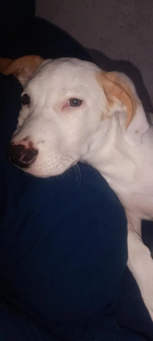 Cachorro raça SRD-ViraLata idade 2 a 6 meses nome Boris